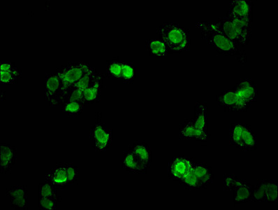 HIST1H1C Antibody - Immunofluorescent analysis of HepG2 cells at a dilution of 1:100 and Alexa Fluor 488-congugated AffiniPure Goat Anti-Rabbit IgG(H+L)