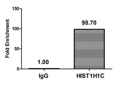 HIST1H1C Antibody - Chromatin Immunoprecipitation Hela (4*10E6) were treated with Micrococcal Nuclease, sonicated, and immunoprecipitated with 8µg anti-HIST1H1C (HIST1H1C (Ab-16) Antibody) or a control normal rabbit IgG. The resulting ChIP DNA was quantified using real-time PCR with primers against the ß-Globin promoter.
