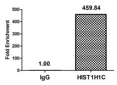 HIST1H1C Antibody - Chromatin Immunoprecipitation Hela (4*10E6, treated with 30mM sodium butyrate for 4h) were treated with Micrococcal Nuclease, sonicated, and immunoprecipitated with 8µg anti-HIST1H1c (Acetyl-HIST1H1C (K16) Antibody) or a control normal rabbit IgG. The resulting ChIP DNA was quantified using real-time PCR with primers against the ß-Globin promoter.