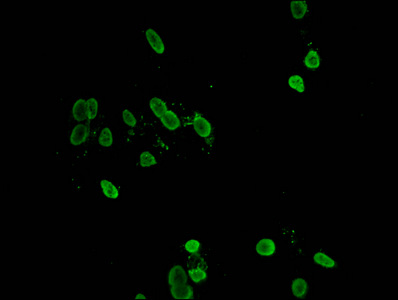 HIST1H1C Antibody - Immunofluorescent analysis of Hela cells at a dilution of 1:100 and Alexa Fluor 488-congugated AffiniPure Goat Anti-Rabbit IgG(H+L)
