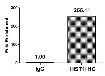 HIST1H1C Antibody - Chromatin Immunoprecipitation Hela (4*10E6, treated with 30mM sodium butyrate for 4h) were treated with Micrococcal Nuclease, sonicated, and immunoprecipitated with 8µg anti-HIST1H1c (Acetyl-HIST1H1C (K96) Antibody) or a control normal rabbit IgG. The resulting ChIP DNA was quantified using real-time PCR with primers against the ß-Globin promoter.