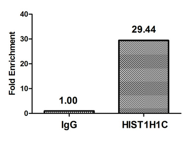 HIST1H1C Antibody - Chromatin Immunoprecipitation Hela (4*10E6) were treated with Micrococcal Nuclease, sonicated, and immunoprecipitated with 5µg anti-HIST1H1C (Mono-methyl-HIST1H1C (K118) Antibody) or a control normal rabbit IgG. The resulting ChIP DNA was quantified using real-time PCR with primers against the ß-Globin promoter.