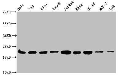HIST1H1C Antibody - Western Blot Positive WB detected in: Hela whole cell lysate, 293 whole cell lysate, A549 whole cell lysate, HepG2 whole cell lysate, Jurkat whole cell lysate, K562 whole cell lysate, HL-60 whole cell lysate, MCF-7 whole cell lysate, LO2 whole cell lysate All lanes: HIST1H1C antibody at 1:500 Secondary Goat polyclonal to rabbit IgG at 1/40000 dilution Predicted band size: 22 kDa Observed band size: 22 kDa
