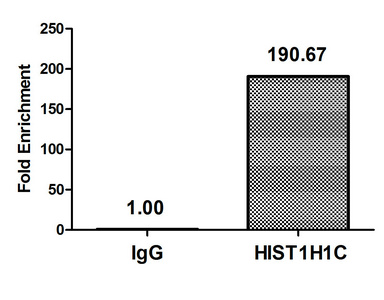 HIST1H1C Antibody - Chromatin Immunoprecipitation Hela (4*10E6) were treated with Micrococcal Nuclease, sonicated, and immunoprecipitated with 8µg anti-HIST1H1C (Mono-methyl-HIST1H1C (K186) Antibody) or a control normal rabbit IgG. The resulting ChIP DNA was quantified using real-time PCR with primers against the ß-Globin promoter.