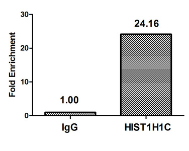 HIST1H1C Antibody - Chromatin Immunoprecipitation Hela (4*10E6) were treated with Micrococcal Nuclease, sonicated, and immunoprecipitated with 5µg anti-HIST1H1C (Mono-methyl-HIST1H1C (K96) Antibody) or a control normal rabbit IgG. The resulting ChIP DNA was quantified using real-time PCR with primers against the ß-Globin promoter.