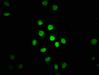HIST1H1C Antibody - Immunofluorescence staining of A549 cells with HIST1H1C (Ab-96) Antibody at 1:2, counter-stained with DAPI. The cells were fixed in 4% formaldehyde, permeabilized using 0.2% Triton X-100 and blocked in 10% normal Goat Serum. The cells were then incubated with the antibody overnight at 4°C. The secondary antibody was Alexa Fluor 488-congugated AffiniPure Goat Anti-Rabbit IgG(H+L).
