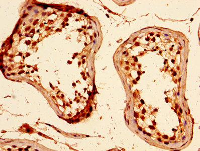 HIST1H1C Antibody - Immunohistochemistry image at a dilution of 1:5 and staining in paraffin-embedded human testis tissue performed on a Leica BondTM system. After dewaxing and hydration, antigen retrieval was mediated by high pressure in a citrate buffer (pH 6.0) . Section was blocked with 10% normal goat serum 30min at RT. Then primary antibody (1% BSA) was incubated at 4 °C overnight. The primary is detected by a biotinylated secondary antibody and visualized using an HRP conjugated SP system.