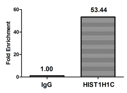 HIST1H1C Antibody - Chromatin Immunoprecipitation Hela (4*10E6) were treated with Micrococcal Nuclease, sonicated, and immunoprecipitated with 5µg anti-HIS1H1C (HIST1H1C (Ab-96) Antibody) or a control normal rabbit IgG. The resulting ChIP DNA was quantified using real-time PCR with primers against the ß-Globin promoter.
