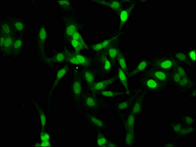 HIST1H1C Antibody - Immunofluorescence staining of Hela cells at a dilution of 1:2.5, counter-stained with DAPI. The cells were fixed in 4% formaldehyde, permeabilized using 0.2% Triton X-100 and blocked in 10% normal Goat Serum. The cells were then incubated with the antibody overnight at 4 °C.The secondary antibody was Alexa Fluor 488-congugated AffiniPure Goat Anti-Rabbit IgG (H+L) .