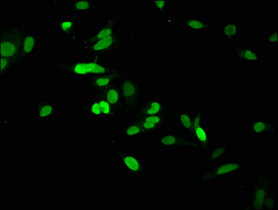 HIST1H1C Antibody - Immunofluorescence staining of Hela cells at a dilution of 1:2.5, counter-stained with DAPI. The cells were fixed in 4% formaldehyde, permeabilized using 0.2% Triton X-100 and blocked in 10% normal Goat Serum. The cells were then incubated with the antibody overnight at 4 °C.The secondary antibody was Alexa Fluor 488-congugated AffiniPure Goat Anti-Rabbit IgG (H+L) .