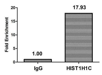 HIST1H1C Antibody - Chromatin Immunoprecipitation Hela (4*10E6) were treated with Micrococcal Nuclease, sonicated, and immunoprecipitated with 5µg anti-HIST1H1C (HIST1H1C (Ab-164) Antibody) or a control normal rabbit IgG. The resulting ChIP DNA was quantified using real-time PCR with primers against the ß-Globin promoter.