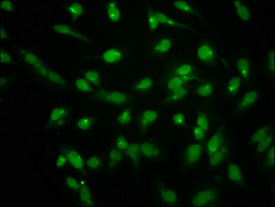 HIST1H1C Antibody - Immunofluorescence staining of hela with DAPI. The cells were fixed in 4% formaldehyde, permeabilized using 0.2% Triton X-100 and blocked in 10% normal Goat Serum. The cells were then incubated with the antibody overnight at 4 °C.The secondary antibody was Alexa Fluor 488-congugated AffiniPure Goat Anti-Rabbit IgG (H+L) .