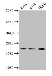 HIST1H1C Antibody - Western Blot Positive WB detected in: Hela whole cell lysate, A549 whole cell lysate, HL-60 whole cell lysate All lanes: HIST1H1C antibody at 1:500 Secondary Goat polyclonal to rabbit IgG at 1/40000 dilution Predicted band size: 22 kDa Observed band size: 22 kDa