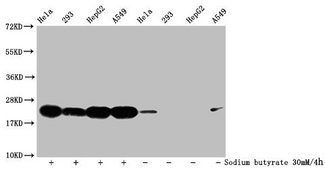 HIST1H1C Antibody - Western Blot Detected samples: Hela whole cell lysate, 293 whole cell lysate, HepG2 whole cell lysate, A549 whole cell lysate; Untreated (-) or treated (+) with 30mM sodium butyrate for 4h All lanes: HIST1H1C antibody at 1:500 Secondary Goat polyclonal to rabbit IgG at 1/40000 dilution Predicted band size: 22 kDa Observed band size: 22 kDa