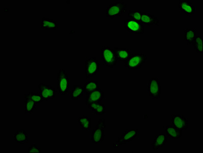 HIST1H1C Antibody - Immunofluorescence staining of hela with DAPI. The cells were fixed in 4% formaldehyde, permeabilized using 0.2% Triton X-100 and blocked in 10% normal Goat Serum. The cells were then incubated with the antibody overnight at 4 °C.The secondary antibody was Alexa Fluor 488-congugated AffiniPure Goat Anti-Rabbit IgG (H+L) .