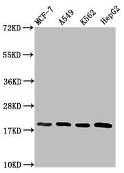 HIST1H1C Antibody - Western Blot Positive WB detected in: MCF-7 whole cell lysate, A549 whole cell lysate, K562 whole cell lysate, HepG2 whole cell lysate All lanes: HIST1H1C antibody at 1.2µg/ml Secondary Goat polyclonal to rabbit IgG at 1/50000 dilution Predicted band size: 22 kDa Observed band size: 22 kDa