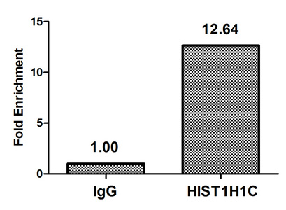 HIST1H1C Antibody - Chromatin Immunoprecipitation Hela (4*10E6, treated with 30mM sodium crotonylate for 4h) were treated with Micrococcal Nuclease, sonicated, and immunoprecipitated with 8µg anti-HIST1H1c (Crotonyl-HIST1H1C (K158) Antibody) or a control normal rabbit IgG. The resulting ChIP DNA was quantified using real-time PCR with primers against the ß-Globin promoter.