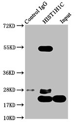 HIST1H1C Antibody - Immunoprecipitating HIST1H1C in Hela whole cell lysate Lane 1: Rabbit control IgG instead of Di-methyl-HIST1H1C (K45) Antibody in Hela whole cell lysate.For western blotting, a HRP-conjugated Protein G antibody was used as the secondary antibody (1/2000) Lane 2: Di-methyl-HIST1H1C (K45) Antibody (5µg) + Hela whole cell lysate (1mg) Lane 3: Hela whole cell lysate (20µg)