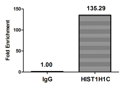 HIST1H1C Antibody - Chromatin Immunoprecipitation Hela (4*10E6) were treated with Micrococcal Nuclease, sonicated, and immunoprecipitated with 5µg anti-HIST1H1C (Di-methyl-HIST1H1C (K45) Antibody) or a control normal rabbit IgG. The resulting ChIP DNA was quantified using real-time PCR with primers against the ß-Globin promoter.