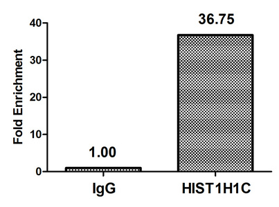HIST1H1C Antibody - Chromatin Immunoprecipitation Hela(4*106)were treated with Micrococcal Nuclease, sonicated, and immunoprecipitated with 5ug anti-HIST1H1C or a control normal rabbit IgG. The resulting ChIP DNA was quantified using real-time PCR with primers against the Beta-Globin promoter.