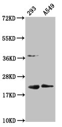 HIST1H1C Antibody - Western Blot Positive WB detected in: 293 whole cell lysate, A549 whole cell lysate All Lanes: HIST1H1C antibody at 3.2µg/ml Secondary Goat polyclonal to rabbit IgG at 1/50000 dilution Predicted band size: 22 KDa Observed band size: 22 KDa