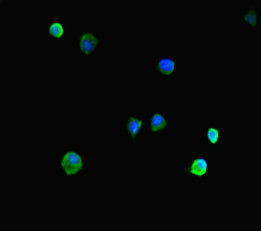 HIST1H1C Antibody - Immunofluorescent analysis of HepG-2 cells diluted at 1:100 and Alexa Fluor 488-congugated AffiniPure Goat Anti-Rabbit IgG(H+L)