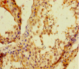HIST1H1C Antibody - Immunohistochemistry of paraffin-embedded human testis tissue at dilution 1:100