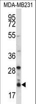 HIST1H1D Antibody - HIST1H1D Antibody western blot of MDA-MB231 cell line lysates (35 ug/lane). The HIST1H1D antibody detected the HIST1H1D protein (arrow).