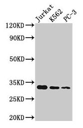 HIST1H1D Antibody - Western Blot Positive WB detected in: Jurkat whole cell lysate, K562 whole cell lysate, PC3 whole cell lysate All lanes: HIST1H1D antibody at 1:166 Secondary Goat polyclonal to rabbit IgG at 1/50000 dilution Predicted band size: 23 kDa Observed band size: 32 kDa