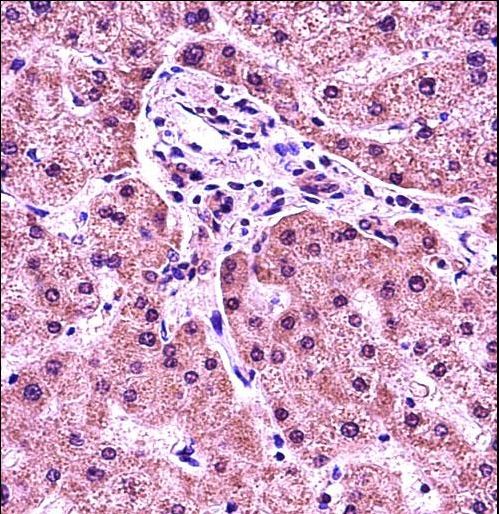 HIST1H1E Antibody - HIST1H1E Antibody immunohistochemistry of formalin-fixed and paraffin-embedded human liver tissue followed by peroxidase-conjugated secondary antibody and DAB staining.