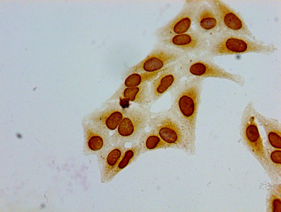 HIST1H1E Antibody - Immunocytochemistry analysis of Hela cells at a dilution of 1:100