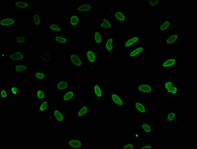 HIST1H1E Antibody - Immunofluorescent analysis of Hela cell (ssodium butyrate, 30 mM, 4h) at a dilution of 1:100 and Alexa Fluor 488-congugated AffiniPure Goat Anti-Rabbit IgG(H+L)