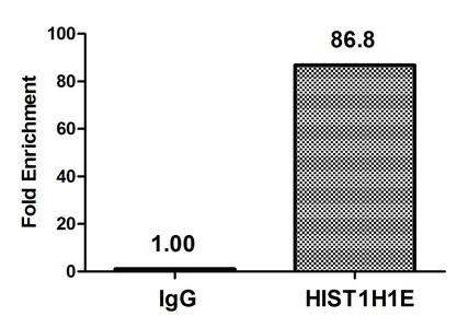 HIST1H1E Antibody - Chromatin Immunoprecipitation Hela (4*10E6, treated with 30mM sodium butyrate for 4h) were treated with Micrococcal Nuclease, sonicated, and immunoprecipitated with 5µg anti-HIST1H1E (Acetyl-HIST1H1E (K51) Antibody) or a control normal rabbit IgG. The resulting ChIP DNA was quantified using real-time PCR with primers against the ß-Globin promoter.