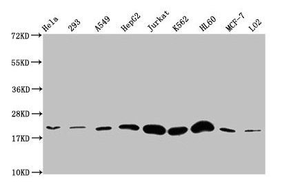 HIST1H1E Antibody - Western Blot Positive WB detected in: Hela whole cell lysate, 293 whole cell lysate, A549 whole cell lysate, HepG2 whole cell lysate, Jurkat whole cell lysate, K562 whole cell lysate, HL-60 whole cell lysate, MCF-7 whole cell lysate, LO2 whole cell lysate All lanes: HIST1H1E antibody at 1:500 Secondary Goat polyclonal to rabbit IgG at 1/40000 dilution Predicted band size: 22 kDa Observed band size: 22 kDa