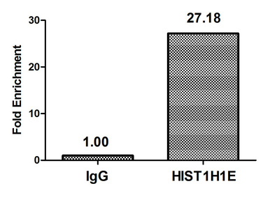 HIST1H1E Antibody - Chromatin Immunoprecipitation Hela (4*10E6) were treated with Micrococcal Nuclease, sonicated, and immunoprecipitated with 5µg anti-HIST1H1E (Di-methyl-HIST1H1E (K16) Antibody) or a control normal rabbit IgG. The resulting ChIP DNA was quantified using real-time PCR with primers against the ß-Globin promoter.
