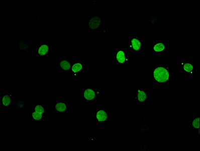 HIST1H1E Antibody - Immunofluorescent analysis of MCF-7 cells at a dilution of 1:100 and Alexa Fluor 488-congugated AffiniPure Goat Anti-Rabbit IgG(H+L)