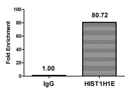 HIST1H1E Antibody - Chromatin Immunoprecipitation Hela (4*10E6, treated with 30mM sodium butyrate for 4h) were treated with Micrococcal Nuclease, sonicated, and immunoprecipitated with 8µg anti-HIST1H1E (Acetyl-HIST1H1E (K16) Antibody) or a control normal rabbit IgG. The resulting ChIP DNA was quantified using real-time PCR with primers against the ß-Globin promoter.