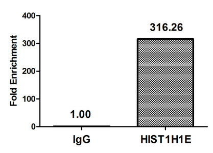 HIST1H1E Antibody - Chromatin Immunoprecipitation Hela (4*10E6, treated with 30mM sodium butyrate for 4h) were treated with Micrococcal Nuclease, sonicated, and immunoprecipitated with 8µg anti-HIST1H1E (Acetyl-HIST1H1E (K33) Antibody) or a control normal rabbit IgG. The resulting ChIP DNA was quantified using real-time PCR with primers against the ß-Globin promoter.