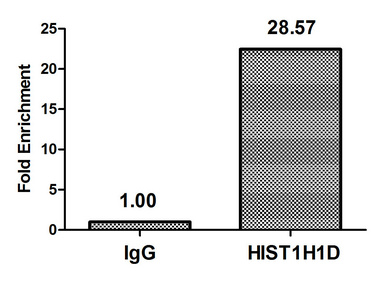 HIST1H1E Antibody - Chromatin Immunoprecipitation Hela (4*10E6) were treated with Micrococcal Nuclease, sonicated, and immunoprecipitated with 5µg anti-HIST1H1D (HIST1H1D (Ab-179) Antibody) or a control normal rabbit IgG. The resulting ChIP DNA was quantified using real-time PCR with primers against the ß-Globin promoter.