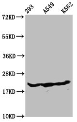 HIST1H1E Antibody - Western Blot Positive WB detected in: 293 whole cell lysate, A549 whole cell lysate, K562 whole cell lysate(all treated with 30mM sodium butyrate for 4h) All Lanes: HIST1H1D antibody at 1.3µg/ml Secondary Goat polyclonal to rabbit IgG at 1/50000 dilution Predicted band size: 23 KDa Observed band size: 23 KDa