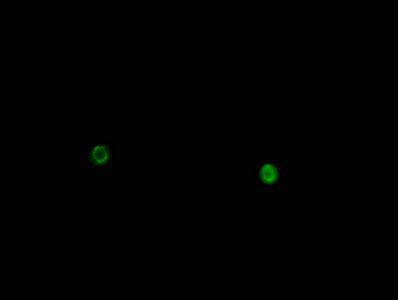 HIST1H1E Antibody - Immunofluorescence staining of Hela cells with Phospho-HIST1H1D (T146) Antibody at 1:100, counter-stained with DAPI. The cells were fixed in 4% formaldehyde, permeabilized using 0.2% Triton X-100 and blocked in 10% normal Goat Serum. The cells were then incubated with the antibody overnight at 4°C. The secondary antibody was Alexa Fluor 488-congugated AffiniPure Goat Anti-Rabbit IgG(H+L).