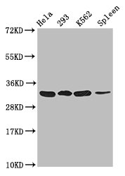 HIST1H1E Antibody - Positive Western Blot detected in Hela whole cell lysate, 293 whole cell lysate, K562 whole cell lysate, Mouse spleen tissue. All lanes: HIST1H1E antibody at 1.86 µg/ml Secondary Goat polyclonal to rabbit IgG at 1/50000 dilution. Predicted band size: 22 KDa. Observed band size: 22 KDa