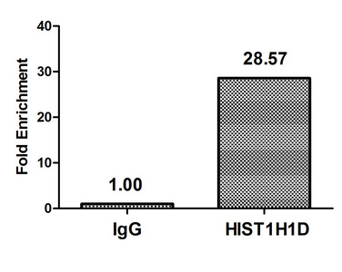 HIST1H1E Antibody - Chromatin Immunoprecipitation Hela (4*10E6) were treated with Micrococcal Nuclease, sonicated, and immunoprecipitated with 5µg anti-HIST1H1D (Phospho-HIST1H1D (T179) Antibody) or a control normal rabbit IgG. The resulting ChIP DNA was quantified using real-time PCR with primers against the ß-Globin promoter.
