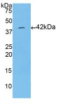 HIST1H2AA Antibody - Western Blot; Sample: Recombinant HIST1H2AA, Human.