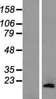 HIST1H2AA Protein - Western validation with an anti-DDK antibody * L: Control HEK293 lysate R: Over-expression lysate