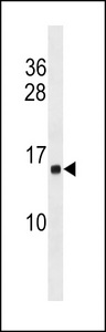 HIST1H2AB Antibody - HIST1H2AB Antibody western blot of K562 cell line lysates (35 ug/lane). The HIST1H2AB antibody detected the HIST1H2AB protein (arrow).