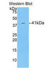 HIST1H2AB Antibody - Western blot of recombinant HIST1H2AB.  This image was taken for the unconjugated form of this product. Other forms have not been tested.