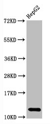 HIST1H2AB Antibody - Western Blot Positive WB detected in:HepG2 whole cell lysate All Lanes:Histone H2A type 1-B/E antibody at 2.7µg/ml Secondary Goat polyclonal to rabbit IgG at 1/50000 dilution Predicted band size: 13 KDa Observed band size: 13 KDa