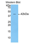 HIST1H2AC Antibody - Western blot of recombinant HIST1H2AC.  This image was taken for the unconjugated form of this product. Other forms have not been tested.