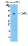 HIST1H2AD Antibody - Western blot of recombinant HIST1H2AD.  This image was taken for the unconjugated form of this product. Other forms have not been tested.